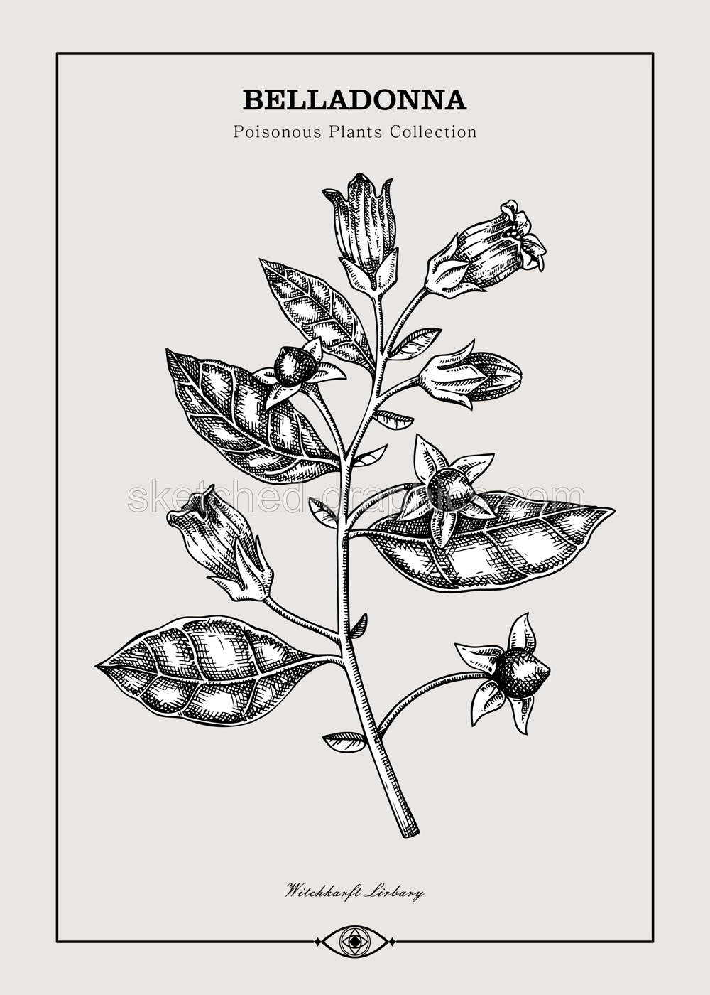 Antique apothecary label design. Belladonna sketch. Witch herbs. Poisonous plant hand-drawn illustration. Art deco poster. NOT AI generated Illustration